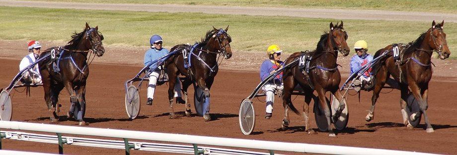 chevaux trotteur a vendre sur paris turf