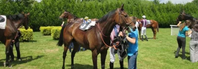 Prix de la Barberie - Course pmu du 2 aout 2016