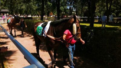 Cheval au rond de présentation avant une course de plat