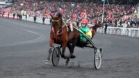 Cheval trotteur à l'échauffement avant le départ d'une course de trot attelé sur l'hippodrome de Vincennes