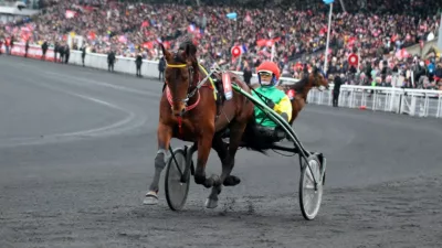 Cheval trotteur à l'échauffement avant le départ d'une course de trot attelé sur l'hippodrome de Vincennes