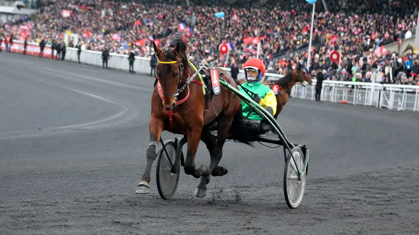 Cheval trotteur à l'échauffement avant le départ d'une course de trot attelé sur l'hippodrome de Vincennes