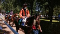 Cheval au rond de présentation avant le départ du Tiercé Quarté Quinté PMU du jour