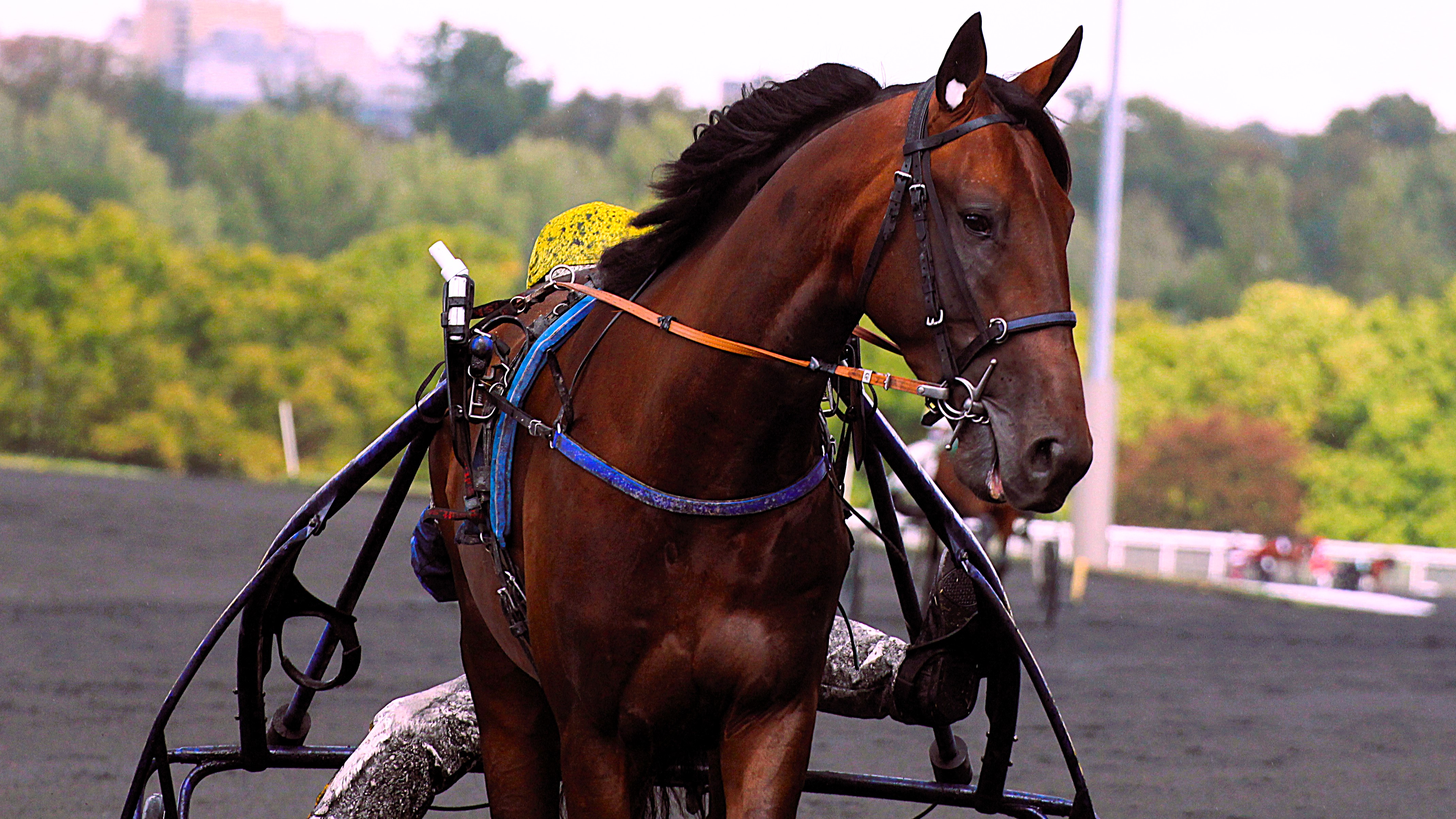 Pronostic Quinté du dimanche 22 septembre 2024 à Vincennes