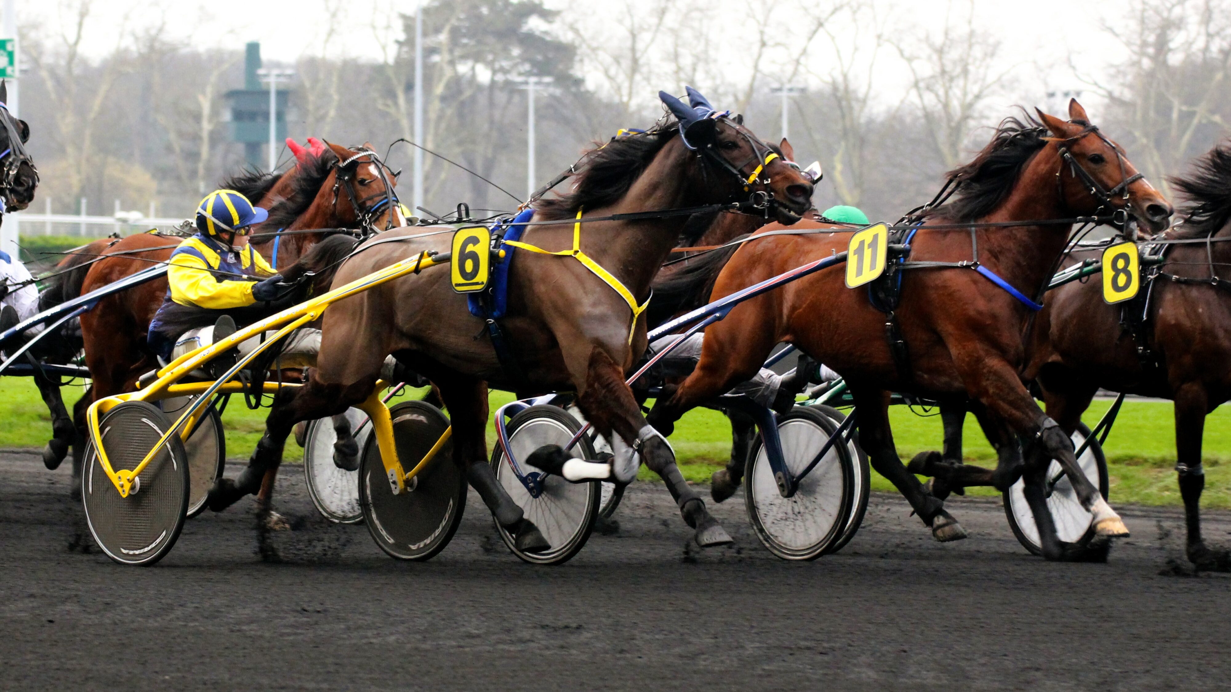 Pronostic quinté du mercredi 13 novembre 2024