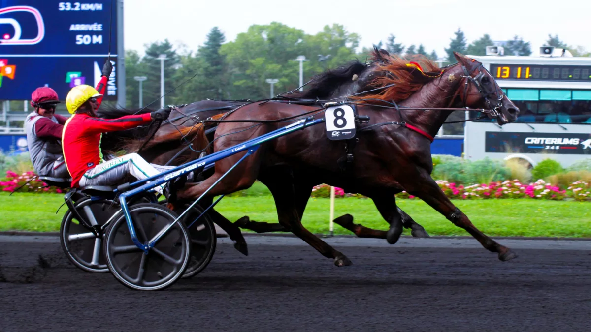 Résultat quinté du dimanche 17 novembre 2024 à Vincennes