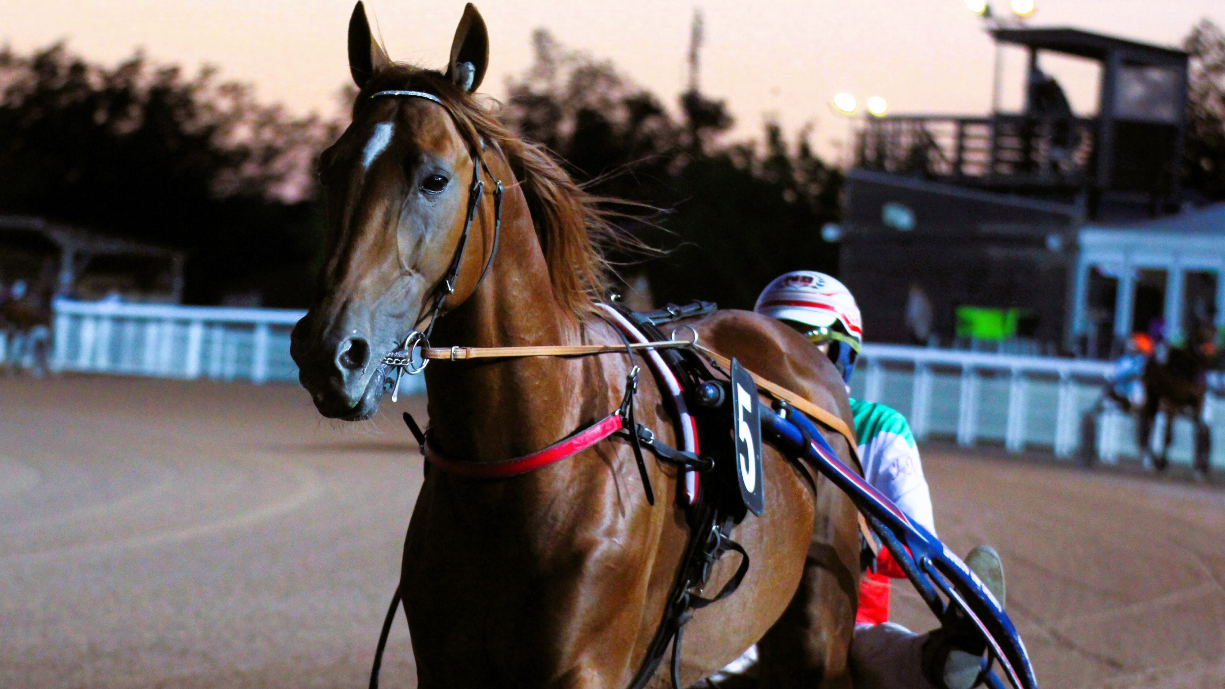 Pronostic presse PMU du vendredi 13 décembre 2024