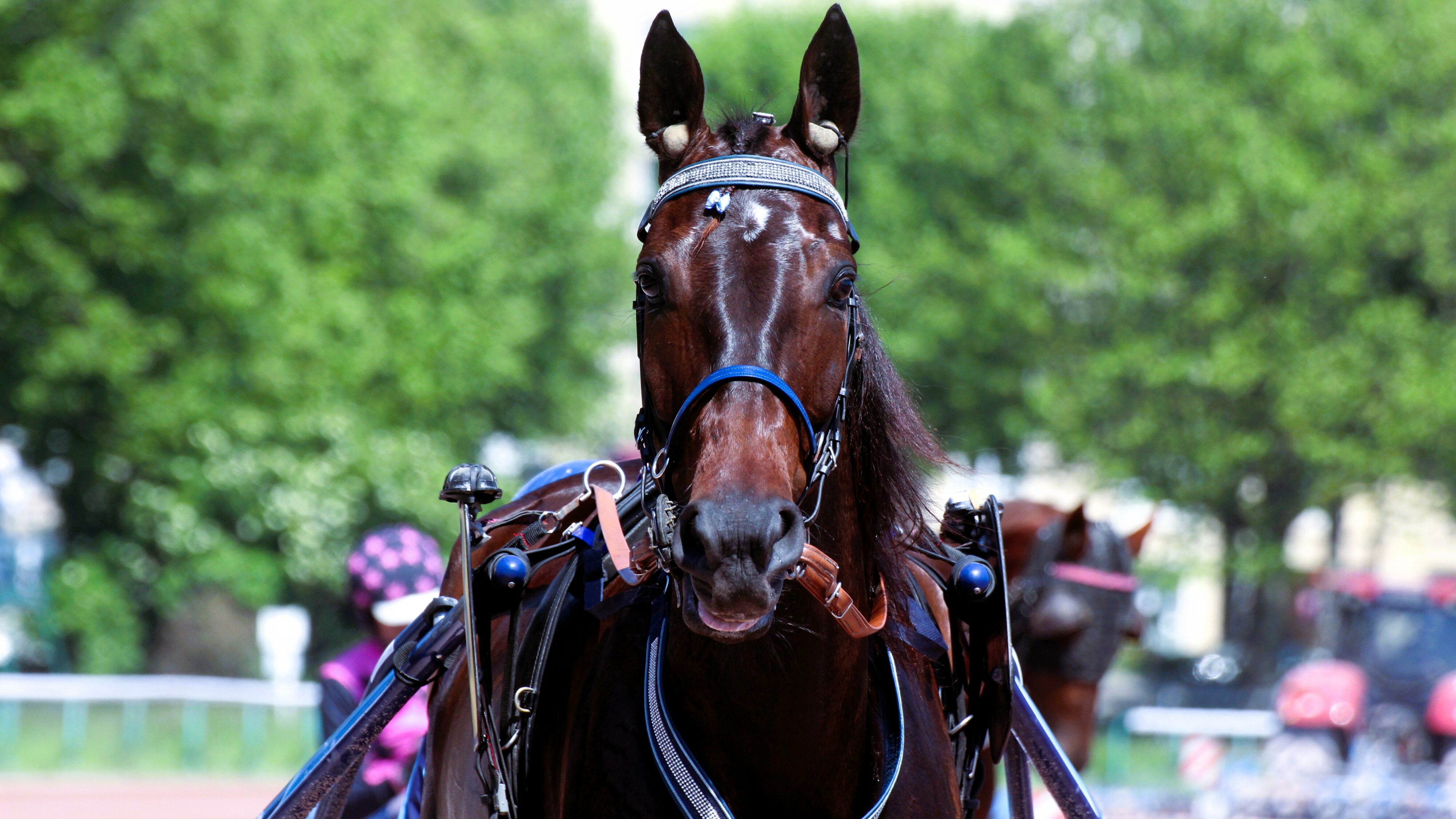 Pronostics PMU presse du jeudi 9 janvier 2025