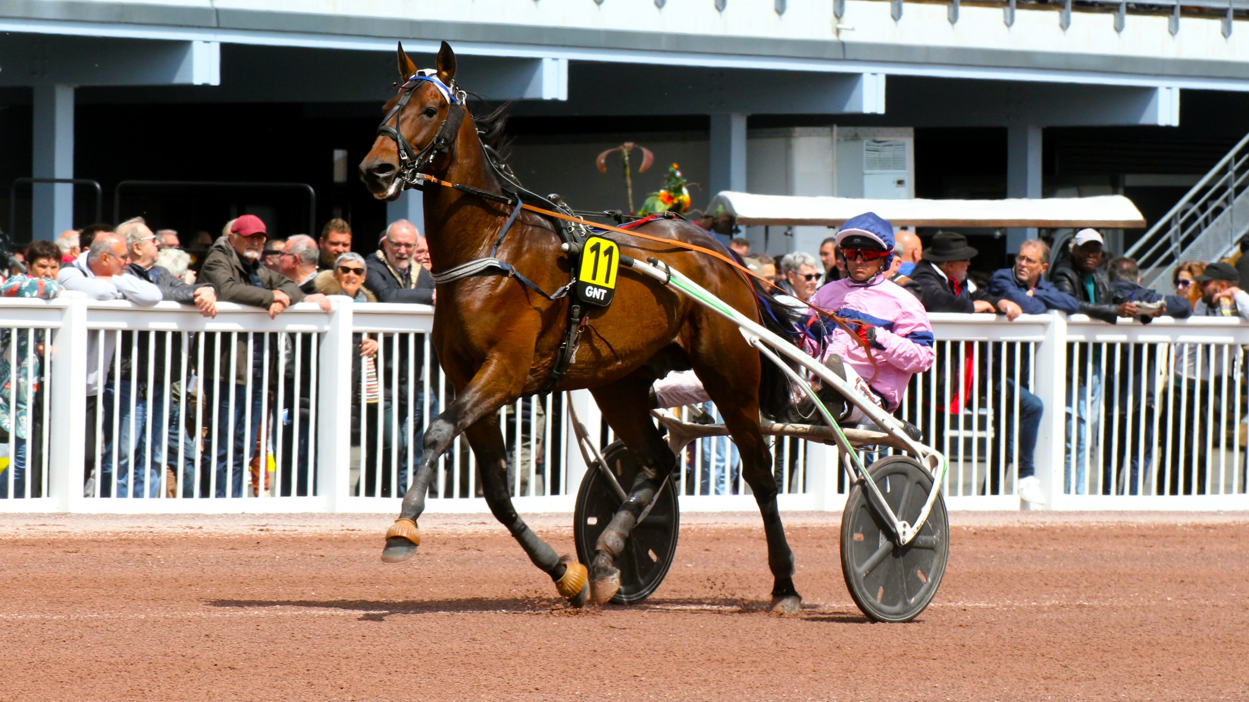Pronostics de la presse PMU du mercredi 22 janvier 2025