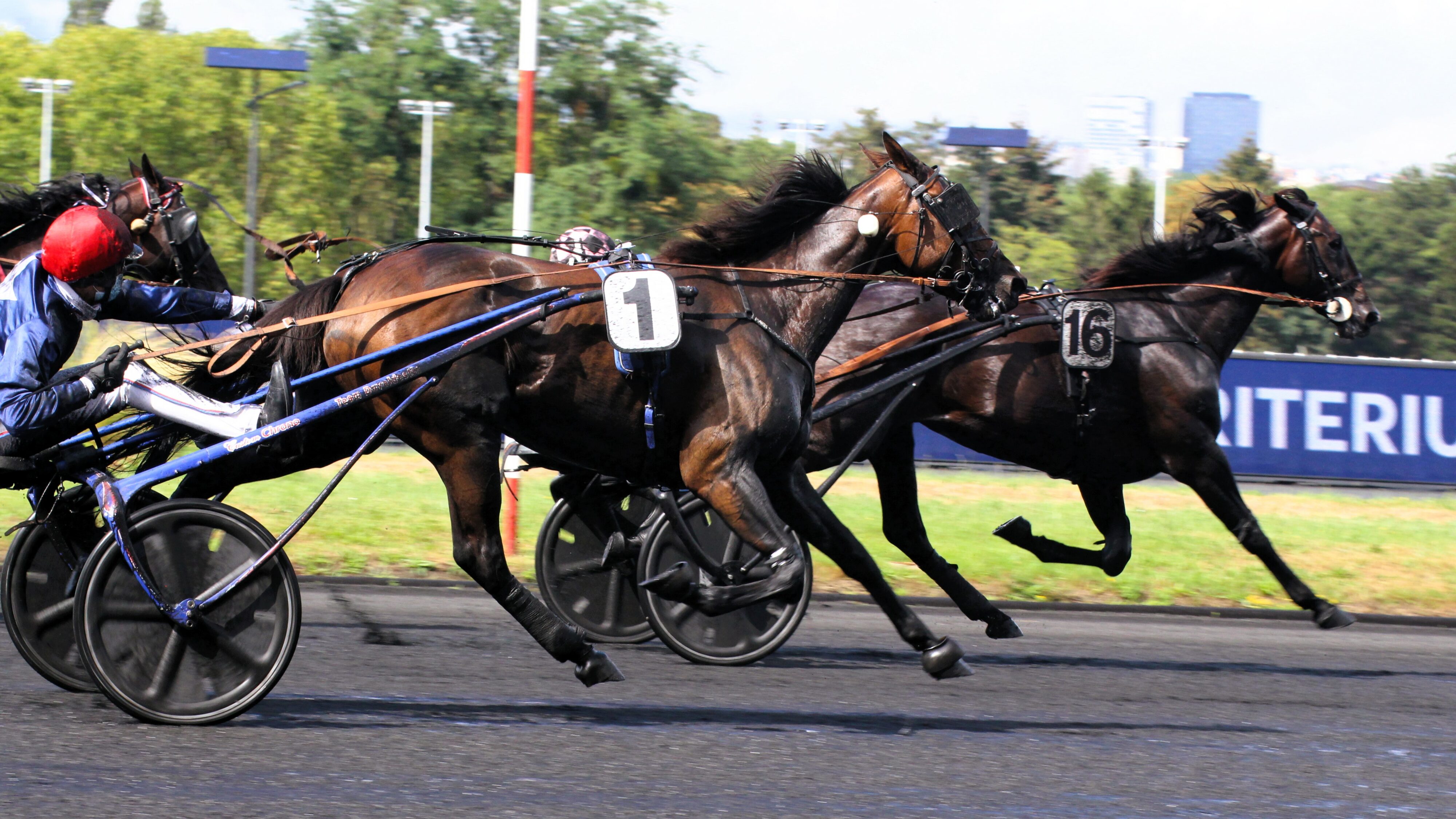 Résultat quinté du mercredi 12 février 2025