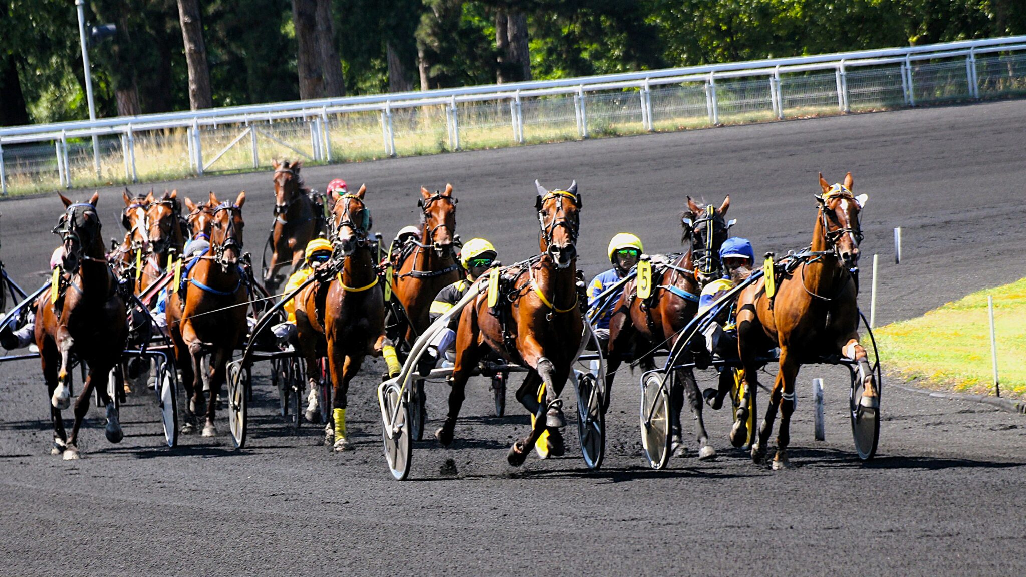 Pronostics de la presse • Quinté du dimanche 1er décembre 2024