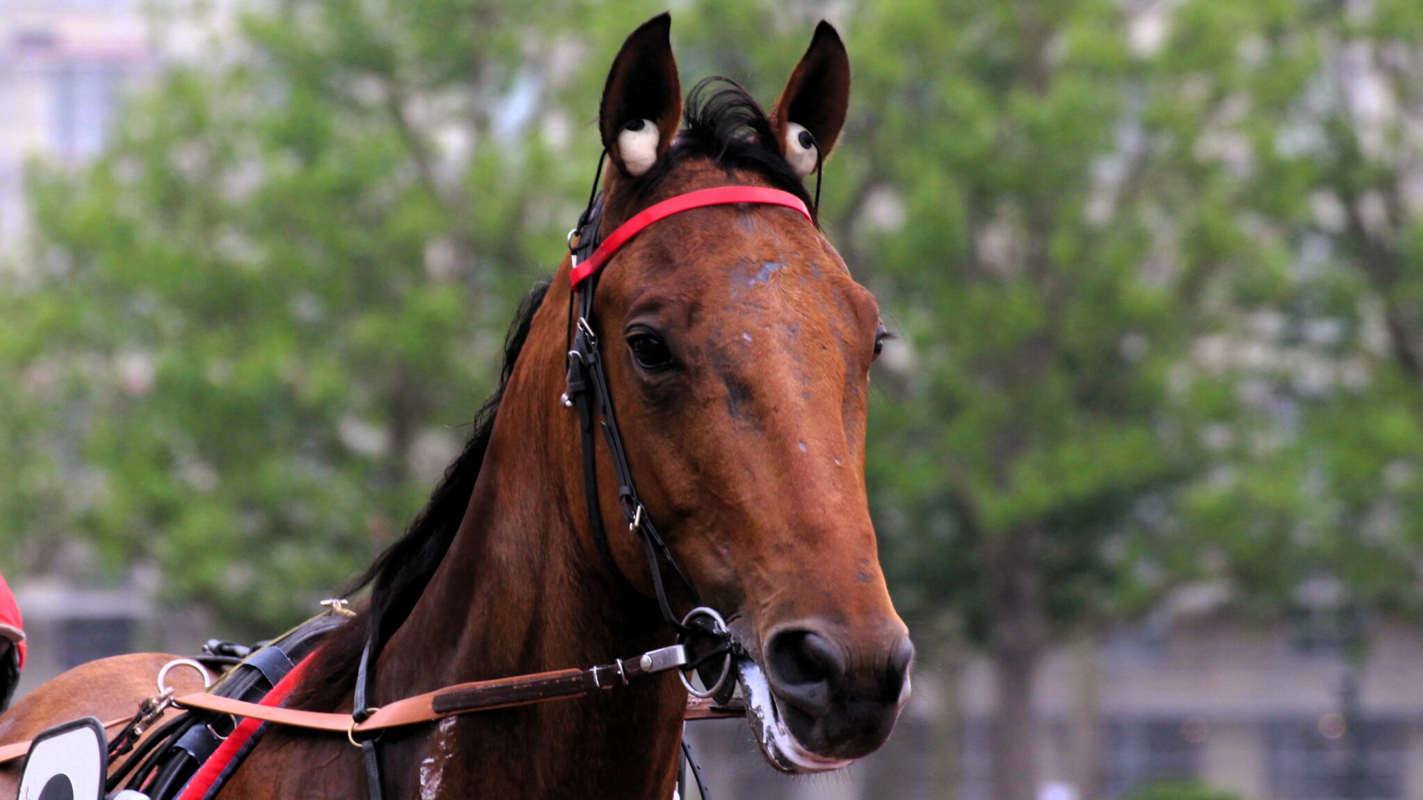 Quinté du 26 mai 2025 : les 6 meilleurs pronostics de la presse