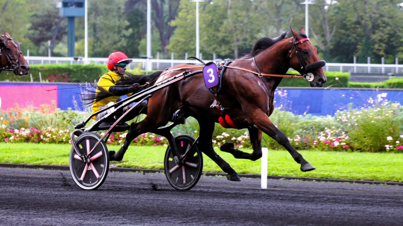 Cheval du jour à Vincennes Cheval courses au trot