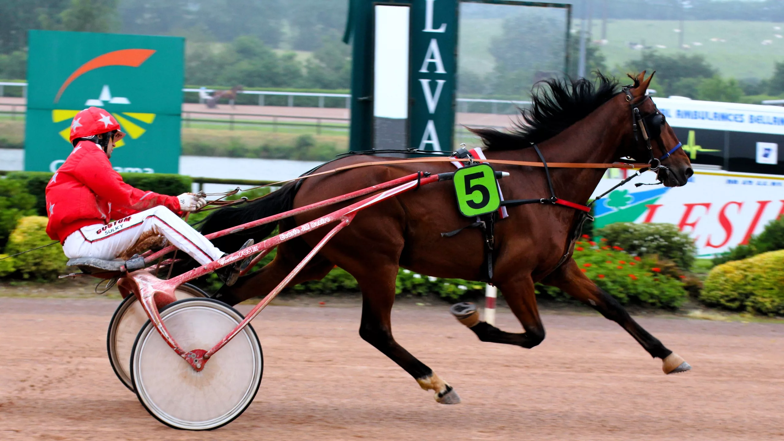 Arrivée du Quinté du samedi 1er novembre 2025