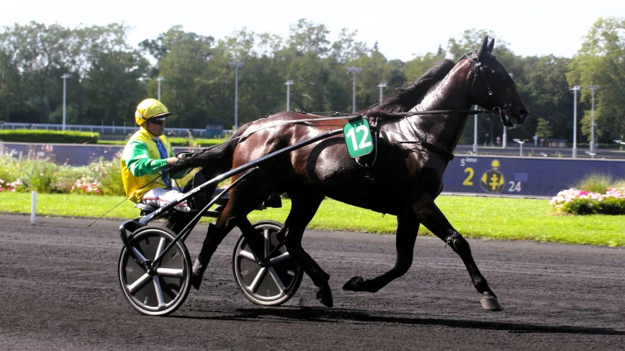 Arrivée du Quinté du mercredi 19 novembre 2025